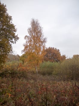 autumn red orange tree leaves brown autumn overcast moody sky background space country landscape; essex; england; uk