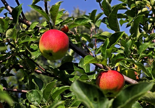 Photo of immature apples in the garden on a summer sunny day.