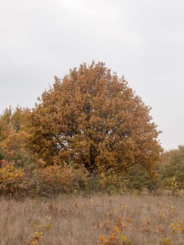 autumn red orange tree leaves brown autumn overcast moody; essex; england; uk sky background space country landscape