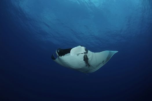 Manta ray diving Underwater Galapagos islands Pacific Ocean