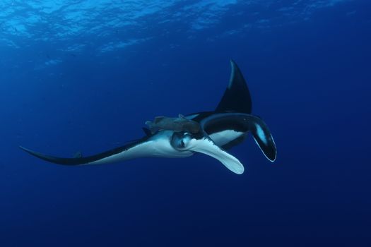 Manta ray diving Underwater Galapagos islands Pacific Ocean