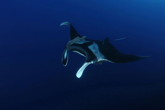 Manta ray diving Underwater Galapagos islands Pacific Ocean