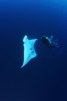 Manta ray diving Underwater Galapagos islands Pacific Ocean