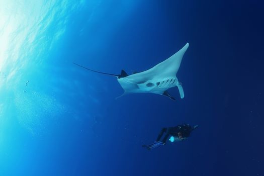 Manta ray diving Underwater Galapagos islands Pacific Ocean