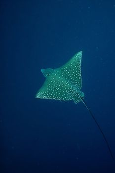 Manta ray diving Underwater Galapagos islands Pacific Ocean