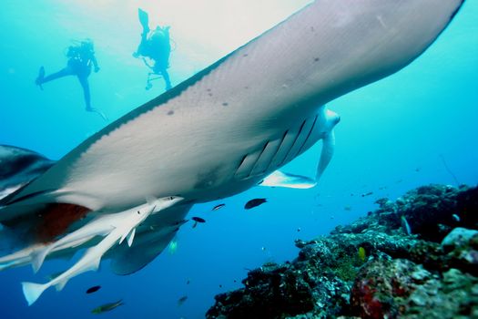 Manta ray diving Underwater Galapagos islands Pacific Ocean