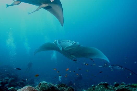 Manta ray diving Underwater Galapagos islands Pacific Ocean