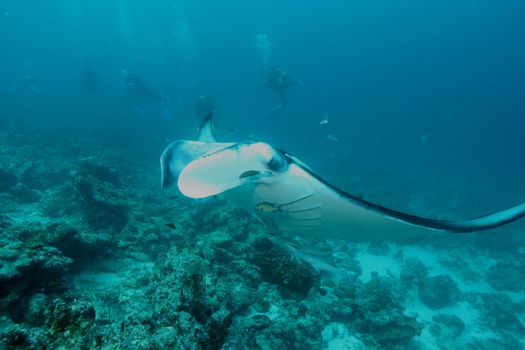 Manta ray diving Underwater Galapagos islands Pacific Ocean