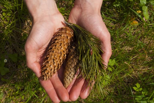 A man holds pine cones and branches in the hands