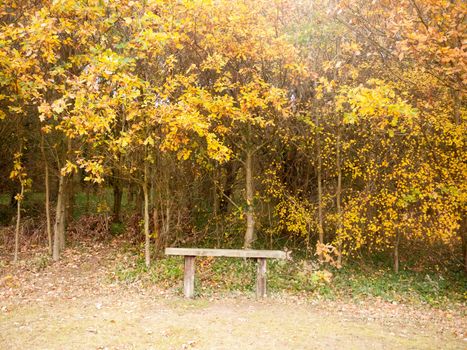 beautiful golden orange leaves above empty bench peace solitude; essex; england; uk