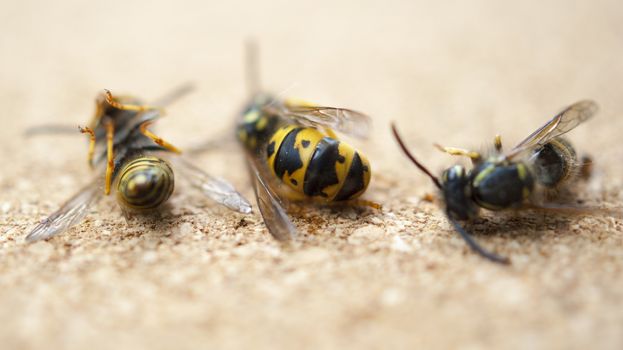 Dead wasps The concept of a tired worker