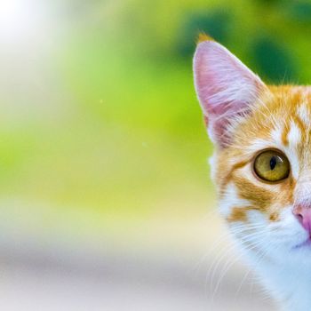 Sad ginger kitten. Portrait.