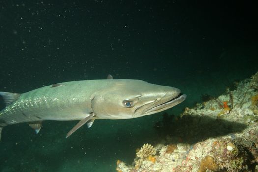 coral life underwater diving safari Caribbean Sea