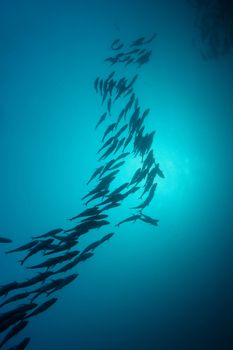 coral life underwater diving safari Caribbean Sea