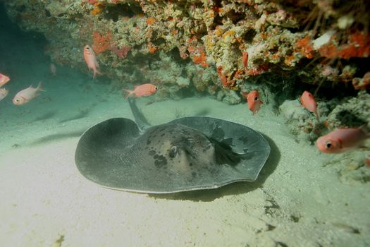 coral life underwater diving safari Caribbean Sea