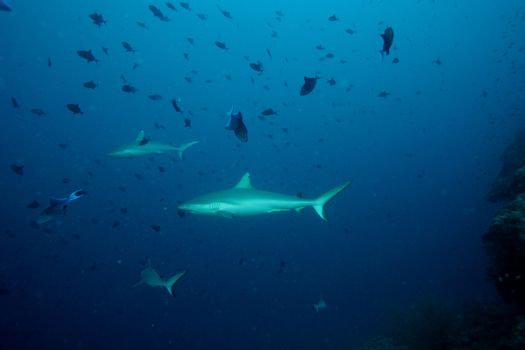 coral life underwater diving safari Caribbean Sea