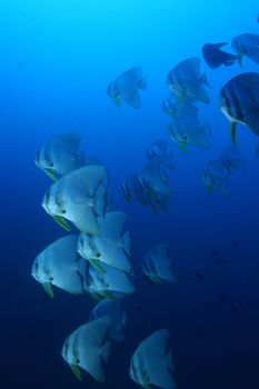 coral life underwater diving safari Caribbean Sea