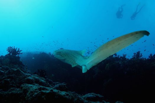 coral life underwater diving safari Caribbean Sea