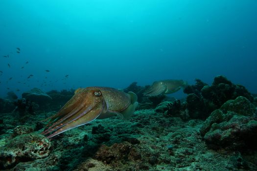 coral life underwater diving safari Caribbean Sea