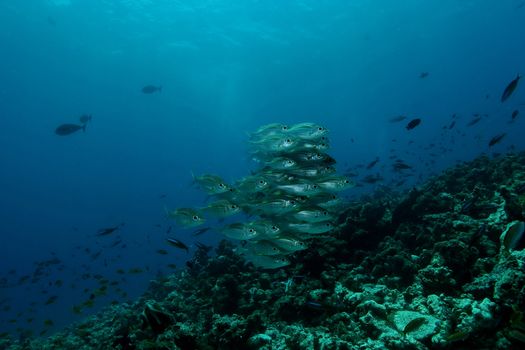 coral life underwater diving safari Caribbean Sea