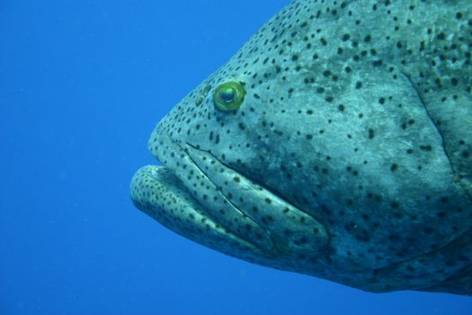 coral life underwater diving safari Caribbean Sea