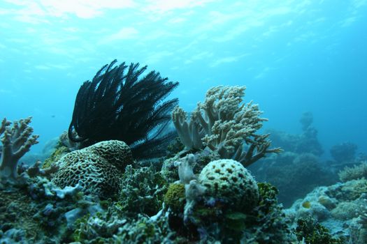 coral life underwater diving safari Caribbean Sea