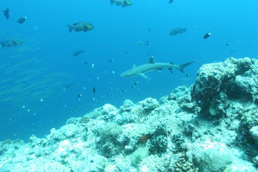 coral life underwater diving safari Caribbean Sea