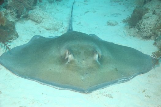 coral life underwater diving safari Caribbean Sea