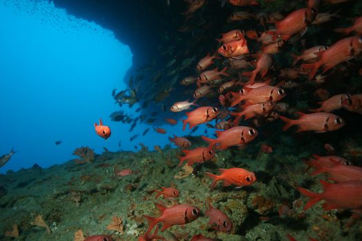 coral life underwater diving safari Caribbean Sea