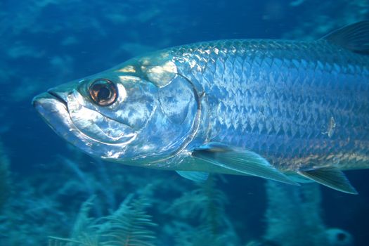 coral life underwater diving safari Caribbean Sea