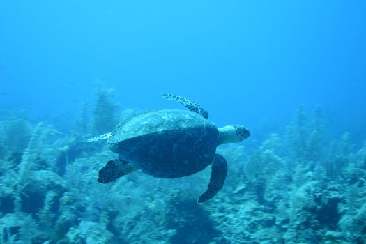 coral life underwater diving safari Caribbean Sea