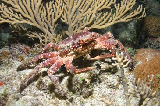 coral life underwater diving safari Caribbean Sea