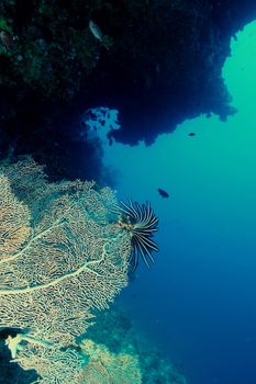 coral life underwater diving safari Caribbean Sea