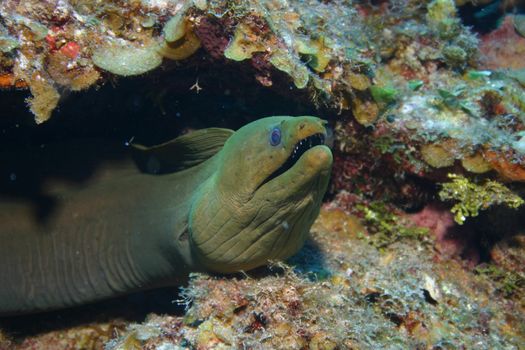 coral life underwater diving safari Caribbean Sea