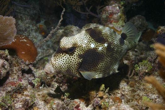 coral life underwater diving safari Caribbean Sea