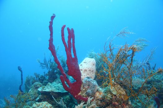 coral life underwater diving safari Caribbean Sea