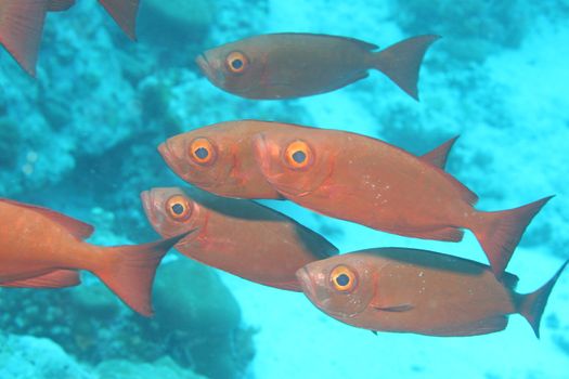 coral life underwater diving safari Caribbean Sea