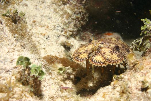 coral life underwater diving safari Caribbean Sea