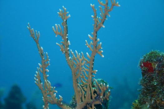 coral life underwater diving safari Caribbean Sea