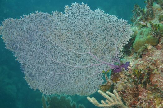 coral life underwater diving safari Caribbean Sea