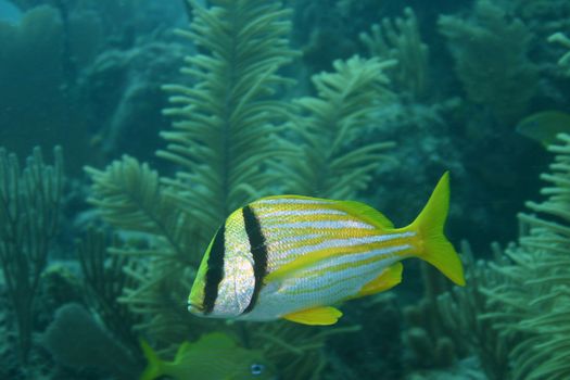 coral life underwater diving safari Caribbean Sea