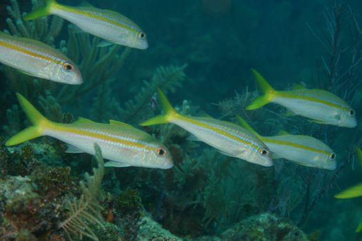 coral life underwater diving safari Caribbean Sea