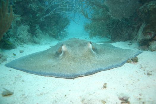 coral life underwater diving safari Caribbean Sea