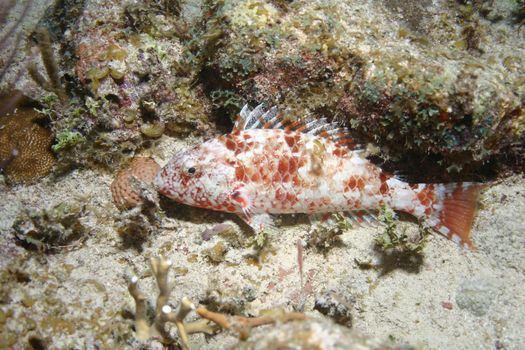 coral life underwater diving safari Caribbean Sea