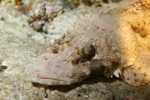 coral life underwater diving safari Caribbean Sea