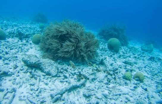 coral life underwater diving safari Caribbean Sea