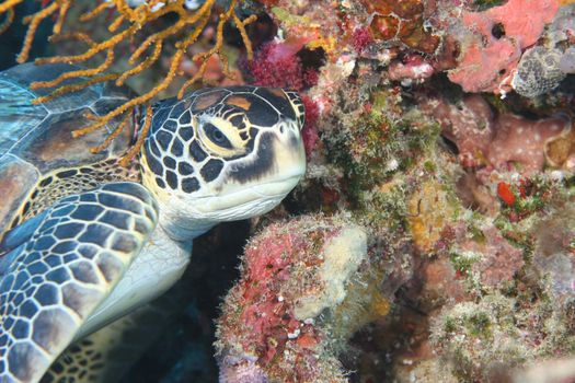 coral life underwater diving safari Caribbean Sea