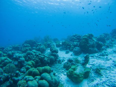 coral life underwater diving safari Caribbean Sea