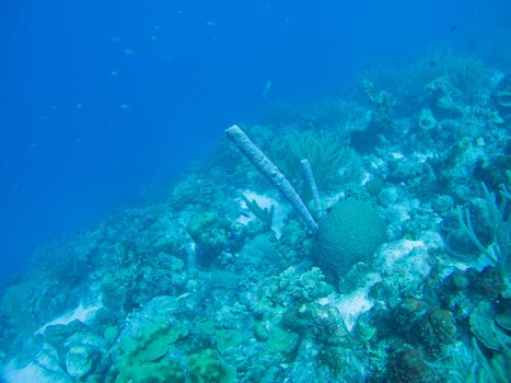 coral life underwater diving safari Caribbean Sea