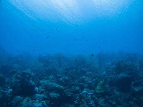 coral life underwater diving safari Caribbean Sea